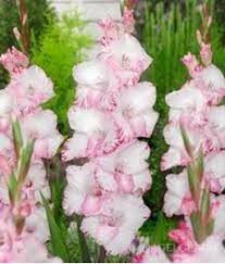 Gladiolus Flower Seeds - My Love