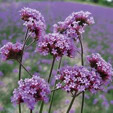 Verbena - Tall Seeds