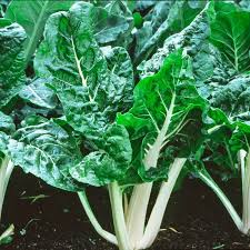 Swiss Chard Seeds - Lucullus