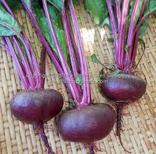 Beet Seeds - Crosby Egyptian