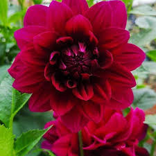 Dahlia Seeds - Admiral Rawlings