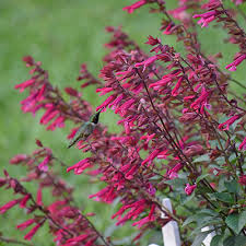 Salvia Wendy's Wish Seeds