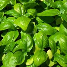 Basil Seeds - Genovese