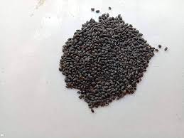 Basil Seeds (Organic) - Genovese