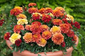 Strawberry Blonde Marigold Seeds