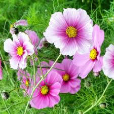 Cosmos 'Gloria Rosa' Seeds for Garden and Container Planting