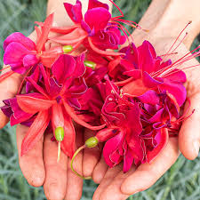 Fuchsia Red Shadows Seeds