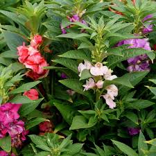 Impatiens Seeds - Bush Mixed