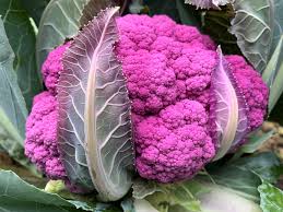 DePurple Cauliflower Seeds