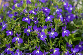 Masterpiece Blue with Eye Lobelia Seeds