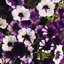 Shock Wave Tie Dye Purple Petunia Flower Seeds for Planting - Heirloom, NON-GMO, Easy to Grow