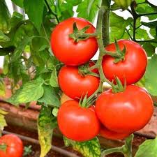 Tomato Seeds (Organic) - Moneymaker