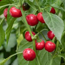 Sweet Pepper Seeds - Red Cherry Sweet