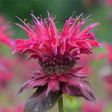 Bee Balm Judith's Fancy Fuchsia Seeds