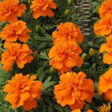 Deep Orange Marigold Seeds