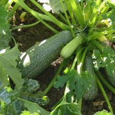 Squash (Summer) Seeds - Grey Zucchini