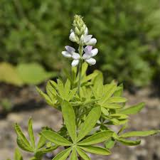 Lupine Seeds (Dwarf) - Pixie Mix