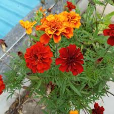 Fireball Marigold Seeds