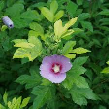 Hibiscus Paraplu Adorned Rose of Sharon Seeds