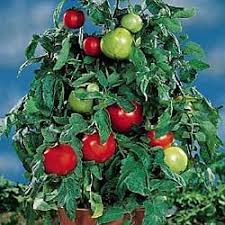 Tomato Seeds - Container Choice Red F1