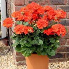 Orange Geranium Seeds