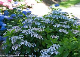 Hydrangea Tuff Stuff Mountain Seeds