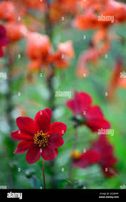 Dahlia Seeds - Chocolate & Wine Mix