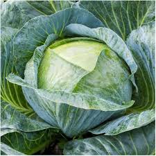 Cabbage Seeds - Late Flat Dutch