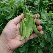 Pea Seeds - Oregon Sugar Pod II