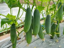 Cucumber Seeds - Marketer