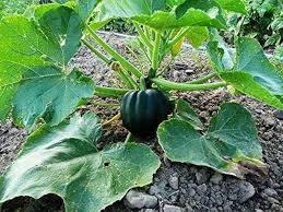 Squash (Winter) Seeds - Table King Bush