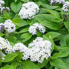 Heliotrope White Seeds