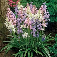 Hyacinth Seeds - Wood Hyacinth Mix