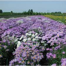 Aster Seeds - Giants of California