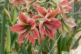 Amaryllis Seeds - Exotic Star