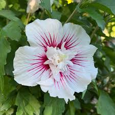 Hibiscus Starblast Rose of SharonSeeds