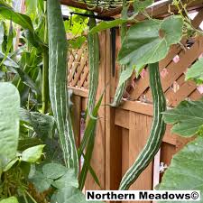 Snake gourd-Viper