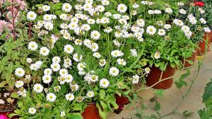 Bellis English Daisy Seeds