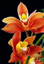 Orange Paphiopedilum Plant Seeds for Planting - NON GMO Seeds Dhara Seeds
