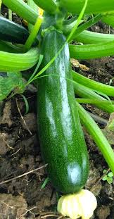 Squash Seeds (Organic) - Dark Green Zucchini