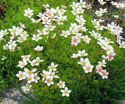 White Blush Saxifraga Flower Seeds for Planting, 100