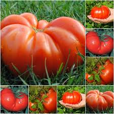 Tomato Seeds (Organic) - Beefsteak