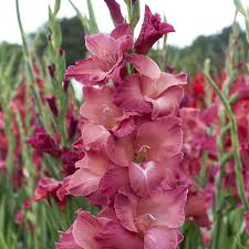 Gladiolus Flower Seeds - Indian Summer