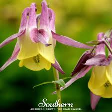 Oriental Columbine Seeds