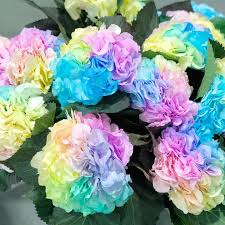 Pastel Rainbow Hydrangea Flower Seeds - 100 pcs