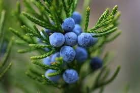 Juniperus berry fruit seeds
