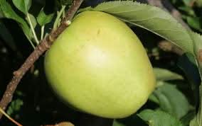 Crispin Mutsu green apple seeds