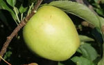Crispin Mutsu green apple seeds