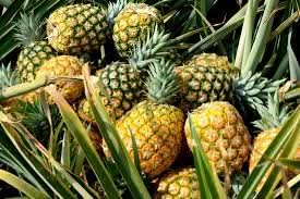Orange-Green Pineapple Ananas comosus seeds for planting in home garden