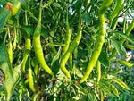 Light Green Pepper Capsicum annuum for planting in backyard beds